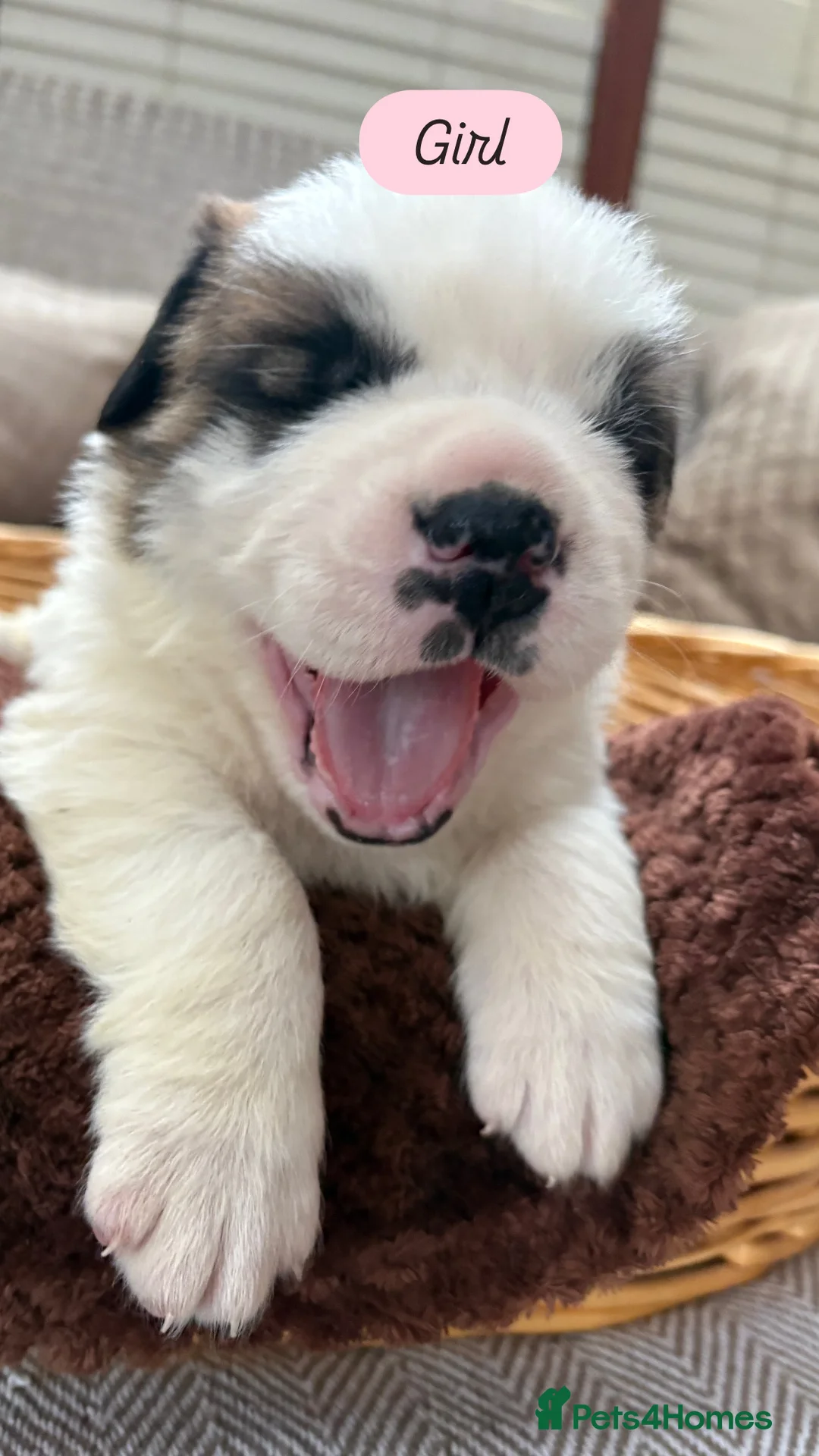 Saint Bernard dogs for sale: Chunky family raised champ blood Saint Bernard 🐶  - Advert 2