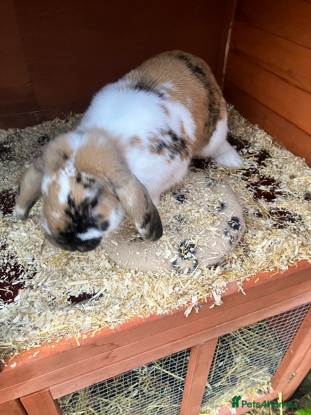 English Lop rabbits for sale: English Lop Bunny & Hutch for Sale - Advert 10