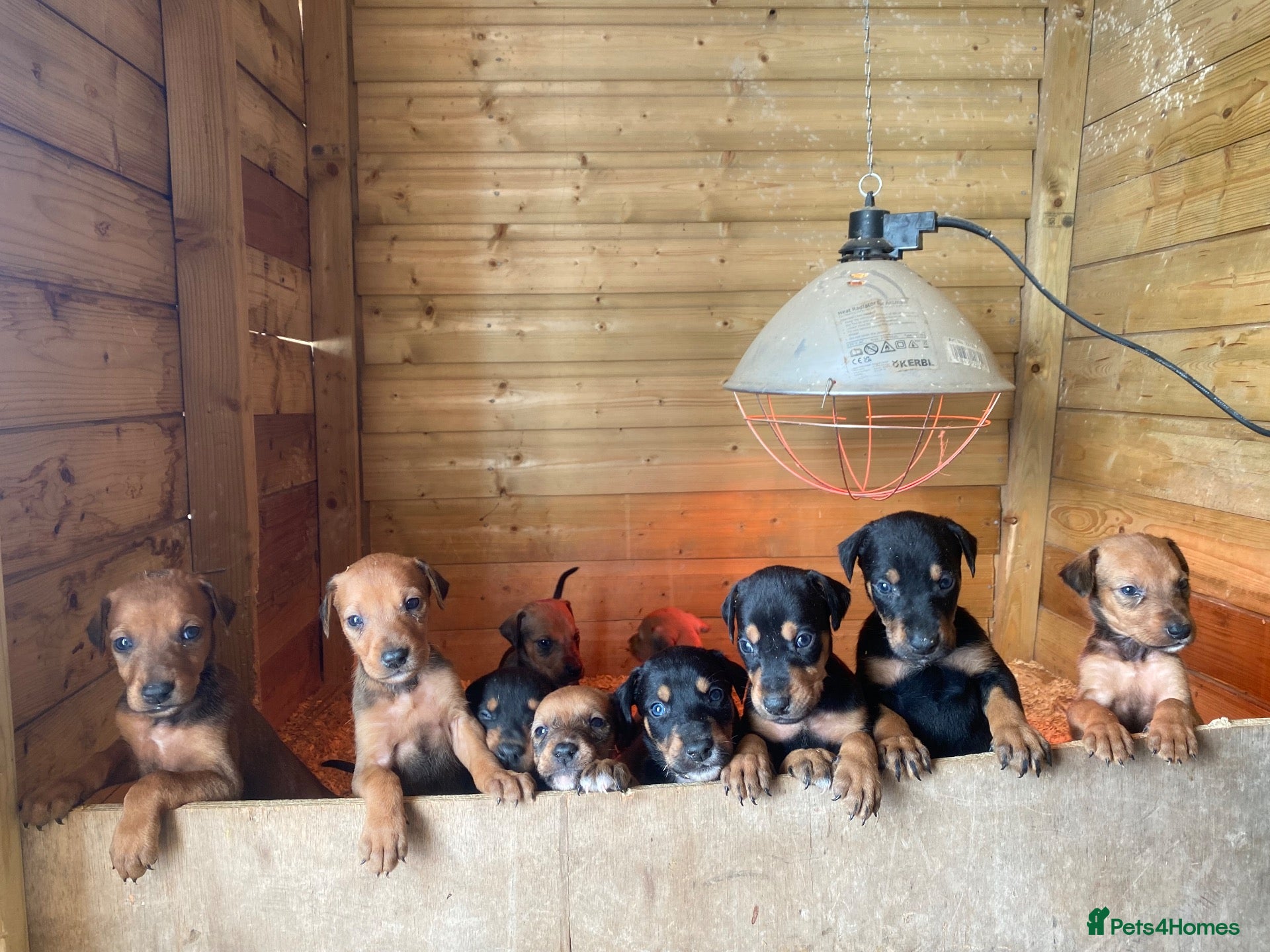 Mixed Breed dogs 🐾 STUNNING DOBERMAN × LURCHER PUPPIES 🐾 - Advert 7