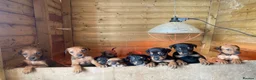 Mixed Breed dogs for sale: 🐾 STUNNING DOBERMAN × LURCHER PUPPIES 🐾 - Advert 15