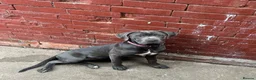 Cane Corso dogs for sale: CANE CORSO BLUE FEMALE PUPPY 4 MONTHS OLD - Advert 1