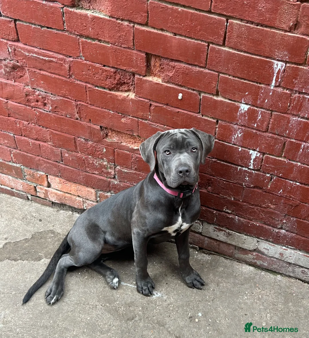 Cane Corso dogs for sale: CANE CORSO BLUE FEMALE PUPPY 4 MONTHS OLD - Advert 1