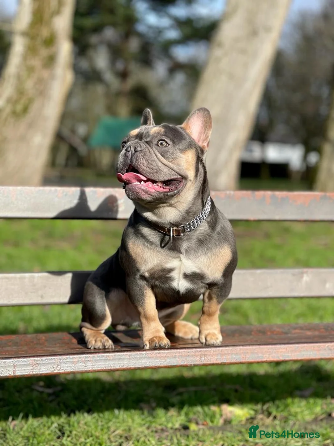 French Bulldog dogs for stud: Hector Starfex in Leigh - Advert 4