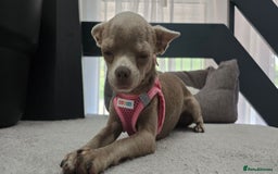 Chihuahua dogs for sale: Lilac female smoothcoat chihuahua - Image 1