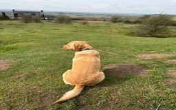 Mixed Breed dogs for sale: Beautiful Bella 🩷 - Image 3