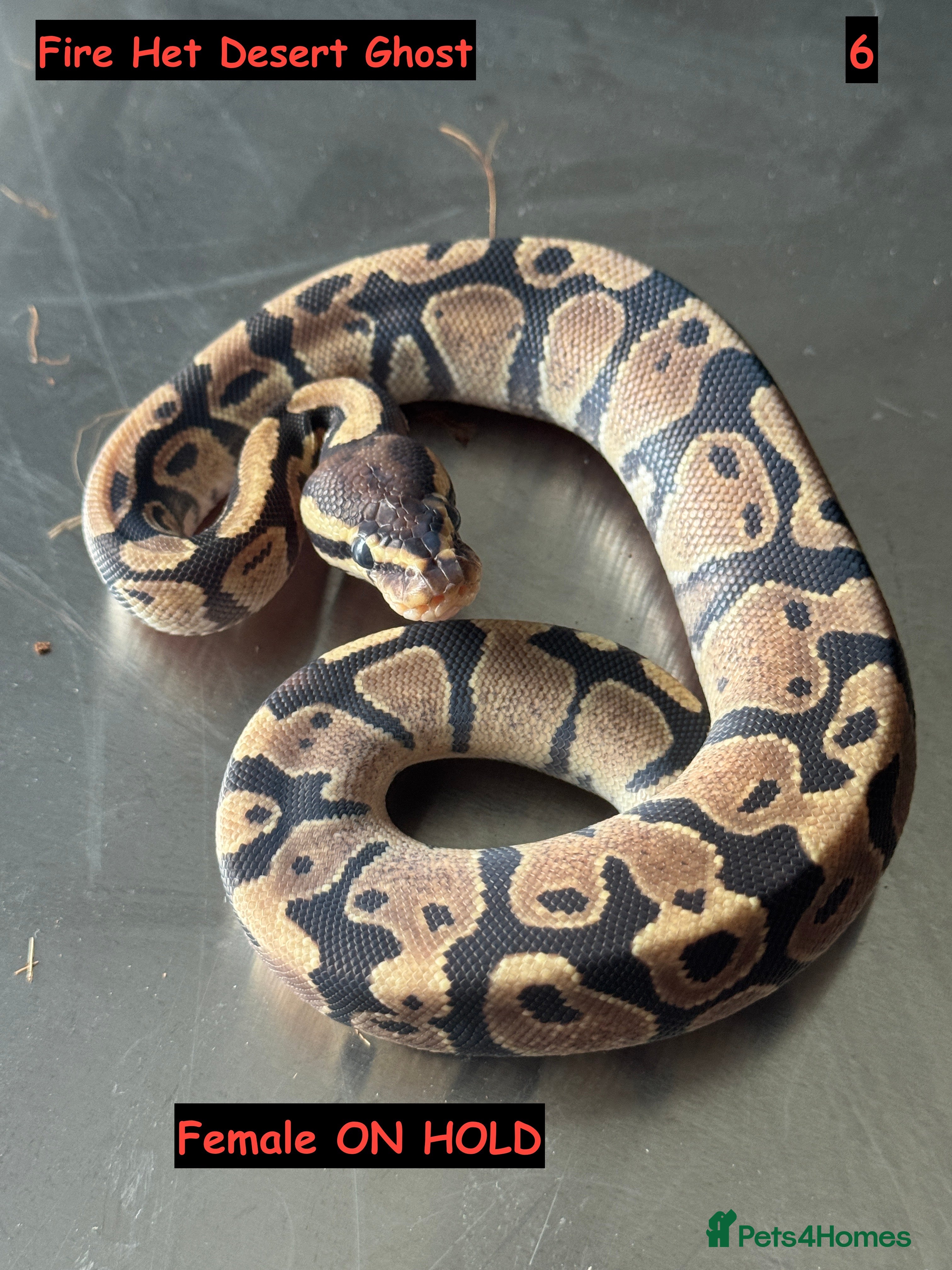 Python Snake reptiles Baby Ball Python's - Advert 1