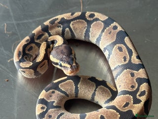 Python Snake reptiles Baby Ball Python's - Advert 1