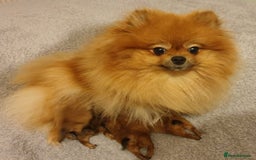 Pomeranian dogs for sale: Champion KC registered Pomeranian  - Image 16