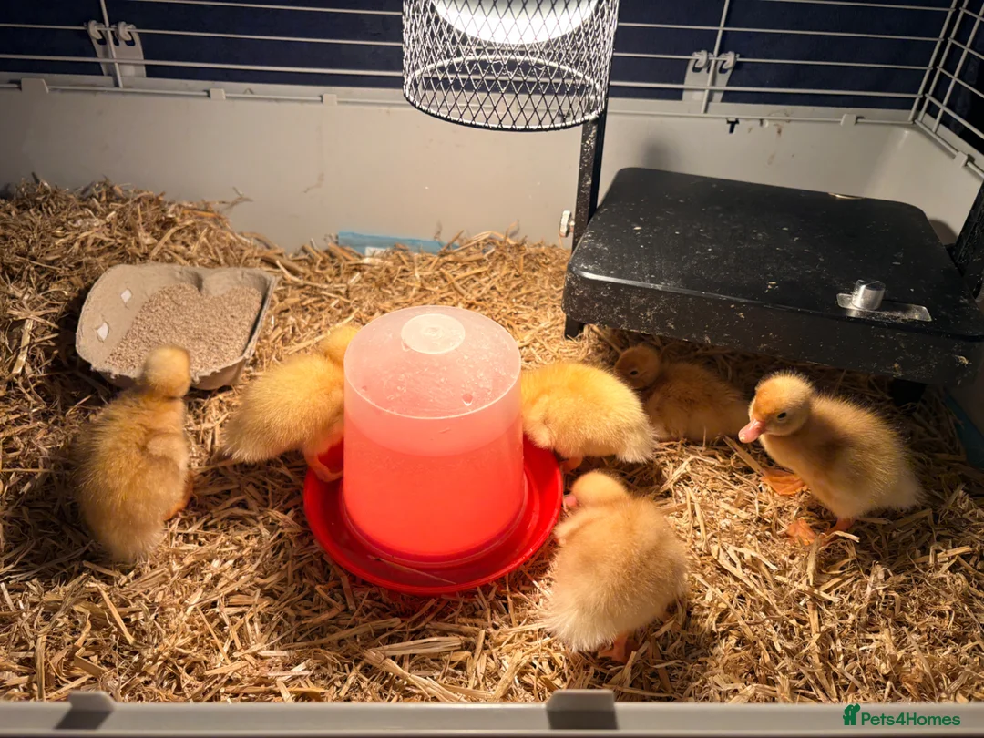Ducks poultry for sale: Cherry valley ducklings - Advert 2