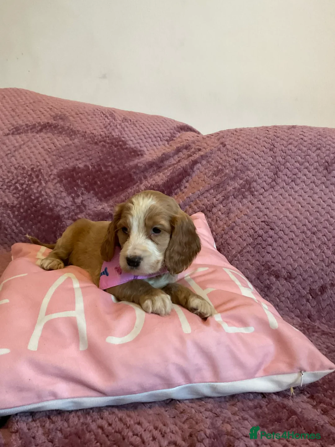 Cockapoo dogs for sale: 8 COCKAPOO PUPPIES 6 GIRLS 2 BOYS READY NOW - Advert 3