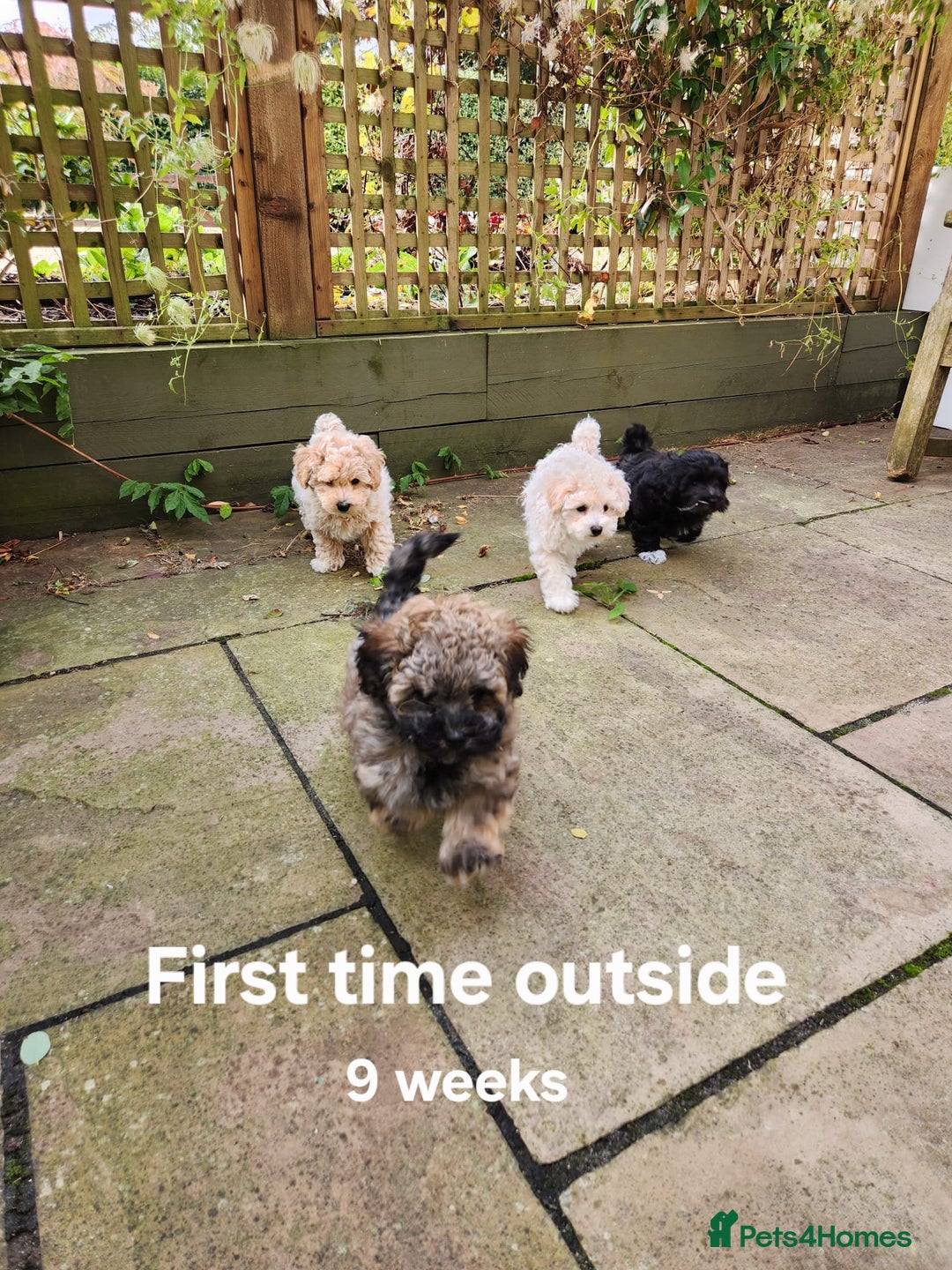 Maltipoo dogs for sale: Toy Maltipoos💫DNA Clear💫3GenPedigree💫PreTrained - Image 8