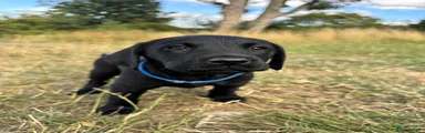 Blue Boy