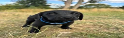 Labrador Retriever dogs for sale: Exceptional KC Labrador Puppies from Working Line  - Advert 5
