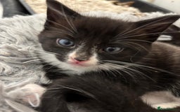 Mixed Breed cats for sale: Cat and kittens  - Image 2