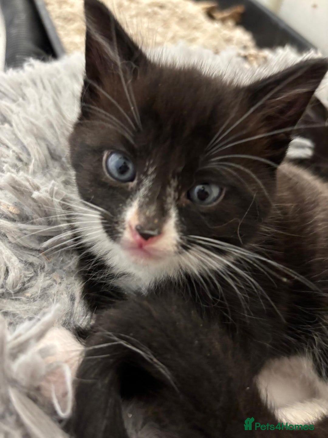 Mixed Breed cats for sale: Cat and kittens  - Image 2