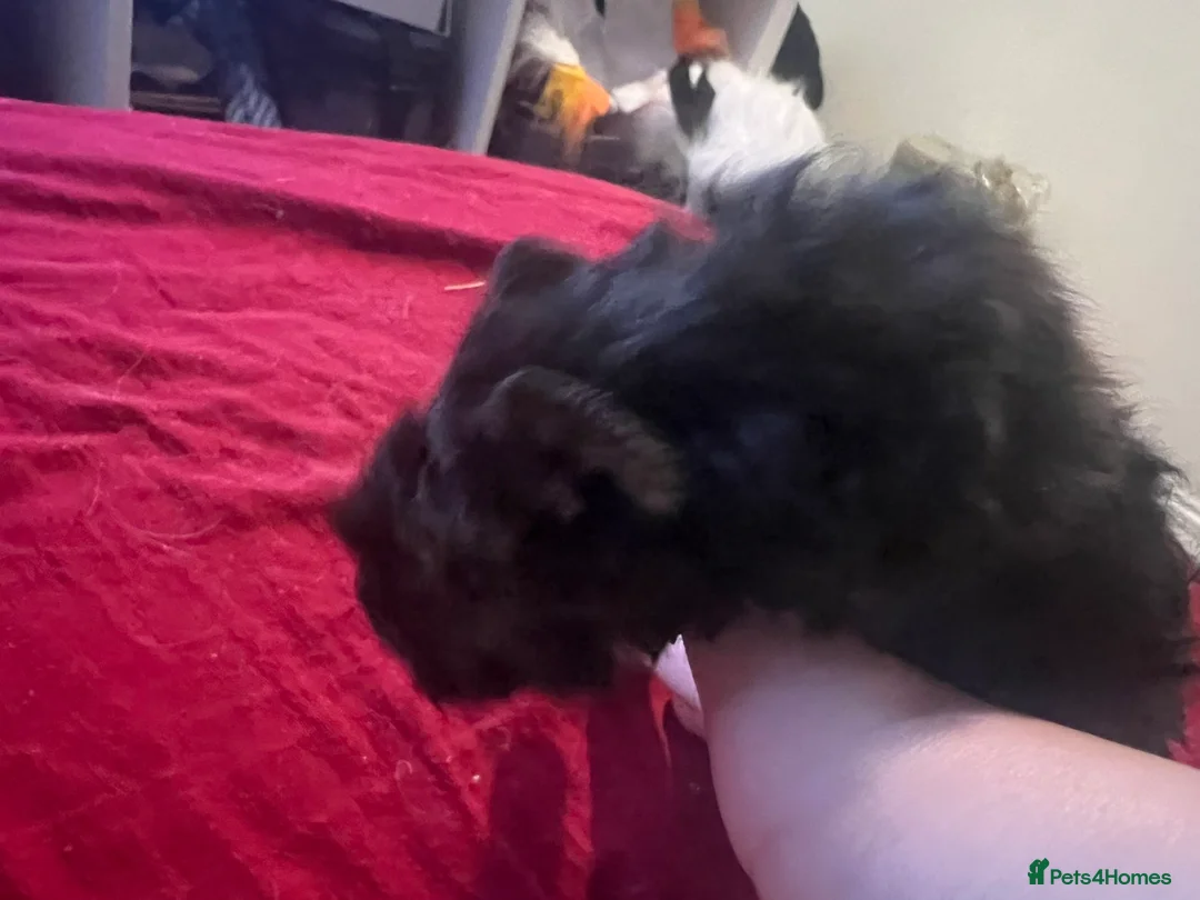 Guinea Pig rodents for sale: Mixed baby guinea pigs  - Advert 5