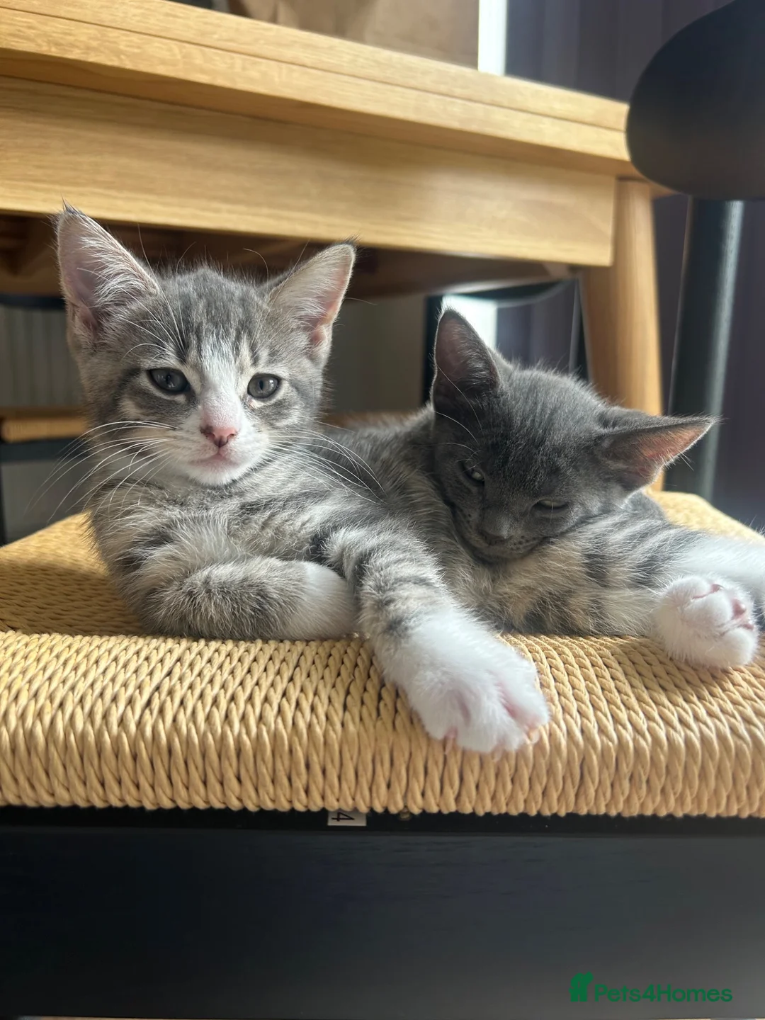 Domestic Shorthair cats for sale:  Adorable 9-Week-Old brothers, must stay together. in Deal - Advert 4
