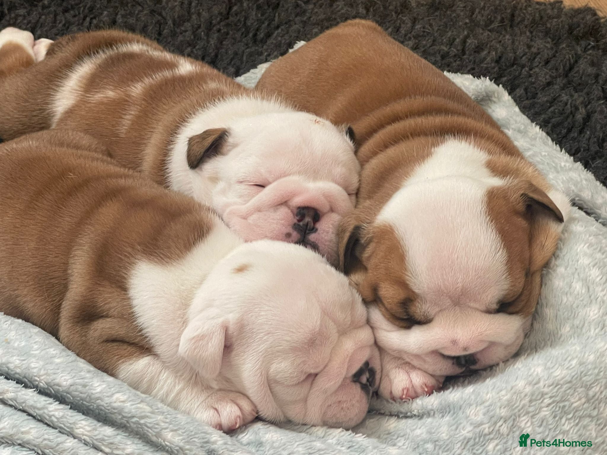 English Bulldog dogs  KC British Bulldog  puppies for sale - Advert 1