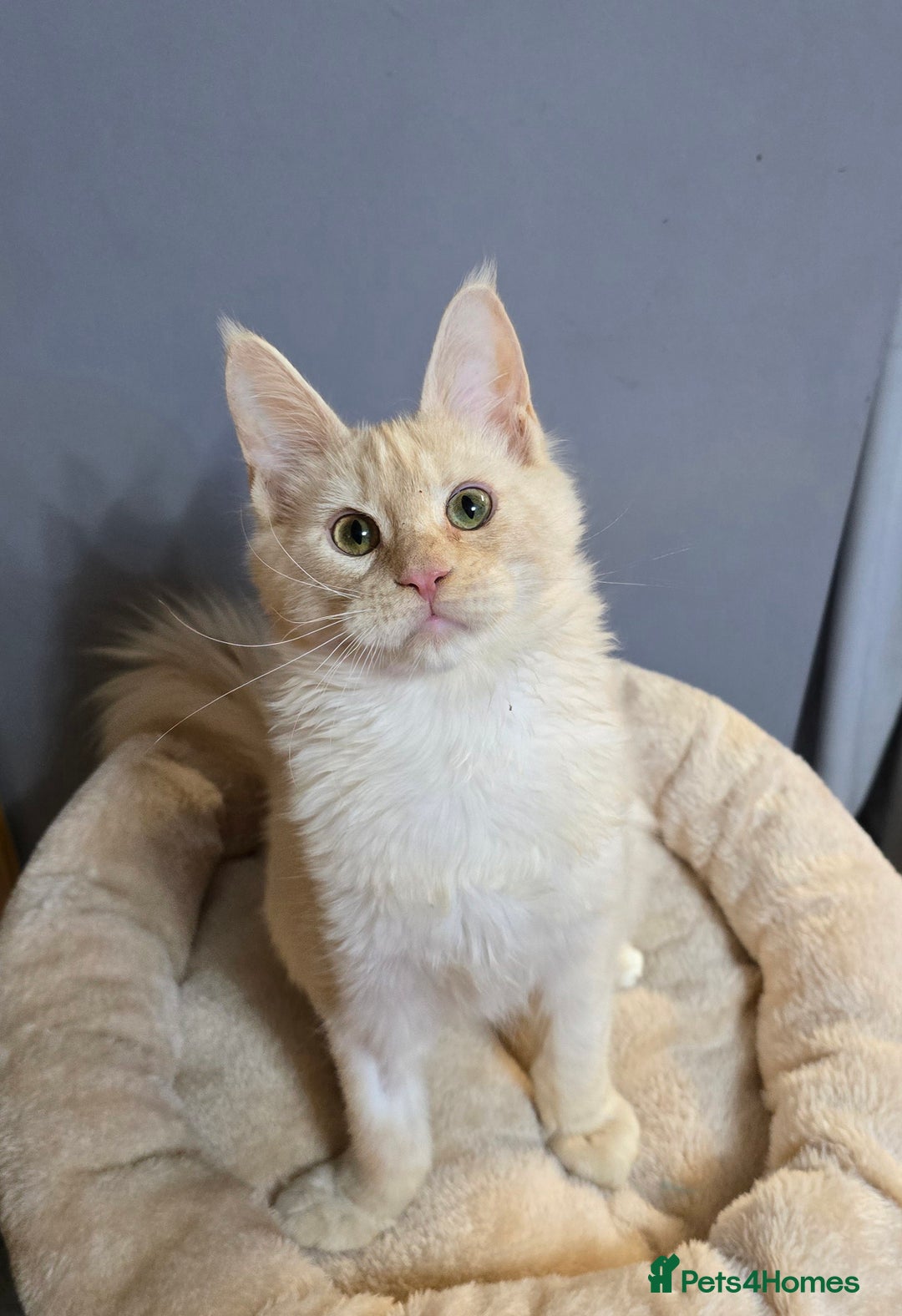 Maine Coon cats for sale: Ready now  -TICA MaineCoon Boy - Advert 31