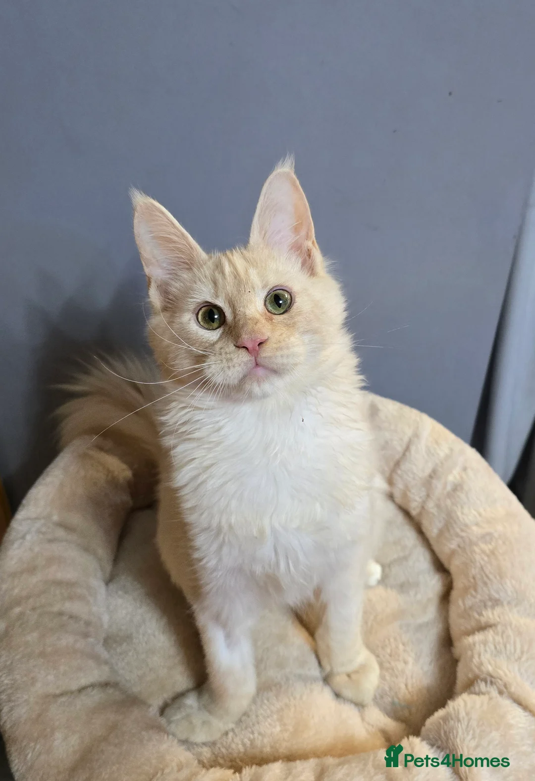 Maine Coon cats for sale: TICA MaineCoon Boy - Neutered  - Advert 31