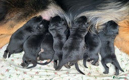 German Shepherd dogs for sale: READY TO GO Long Haired German Shepherd Puppies - Image 17
