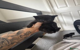 Mixed Breed cats for sale: Kittens for sale ready October 14th - Image 7