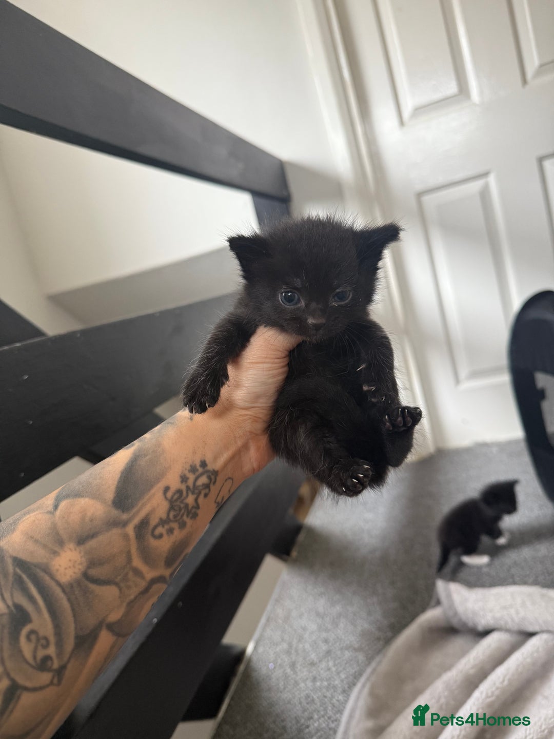 Mixed Breed cats for sale: Kittens for sale ready October 14th - Image 7