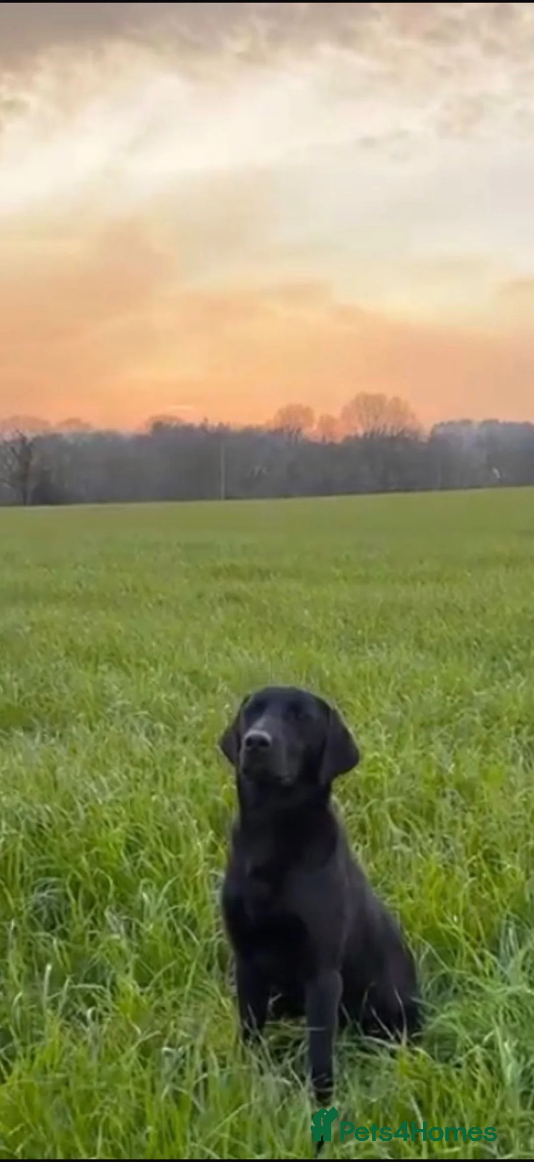 Labrador Retriever dogs for sale: 2 kc reg labrador boys - Advert 3