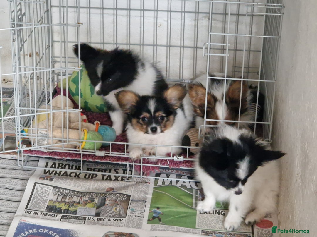 Papillon dogs for sale: Beautiful, Papillon boys in Cambridge - Image 25