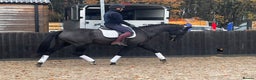 Danish Warmblood horses for sale: Jazz gelding with a definite future in dressage - Advert 7