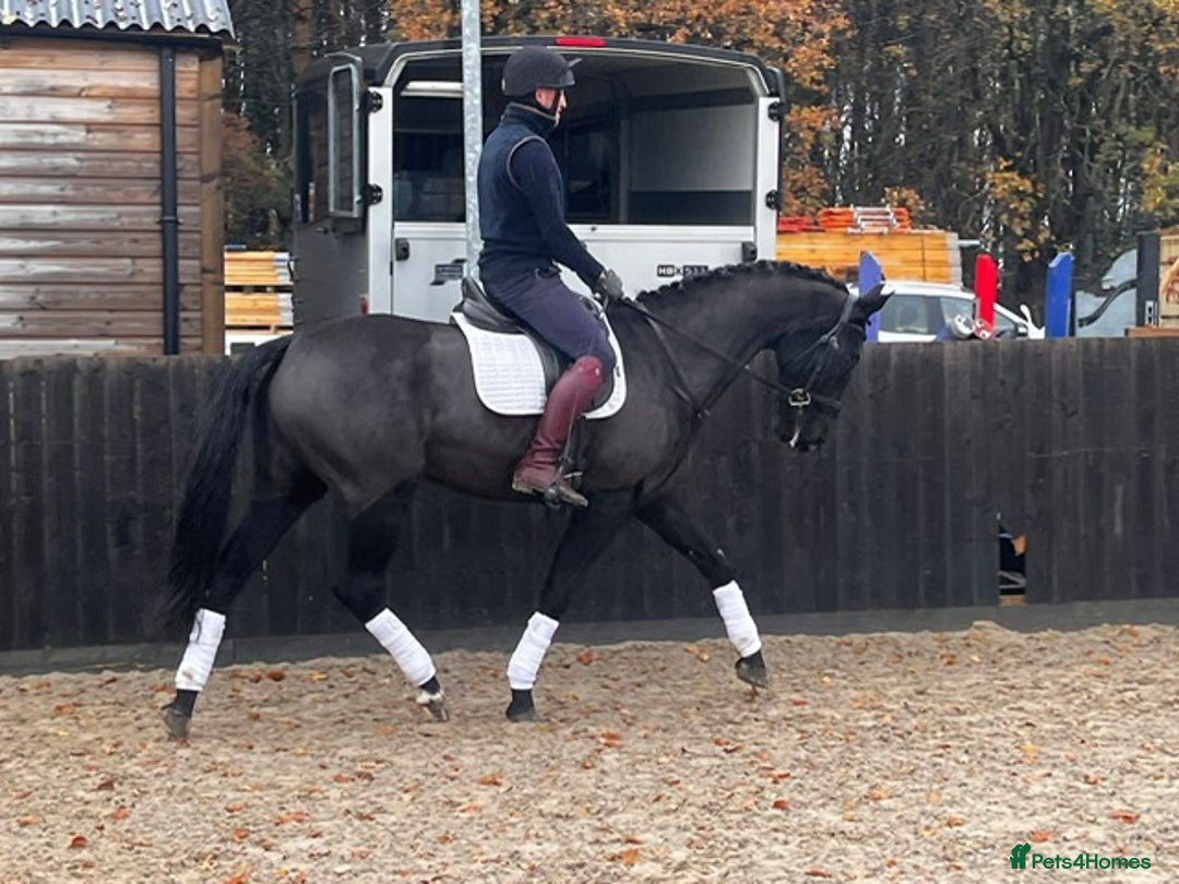 Danish Warmblood horses for sale: Jazz gelding with a definite future in dressage - Advert 7