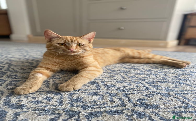 Domestic Shorthair cats - Advert 2