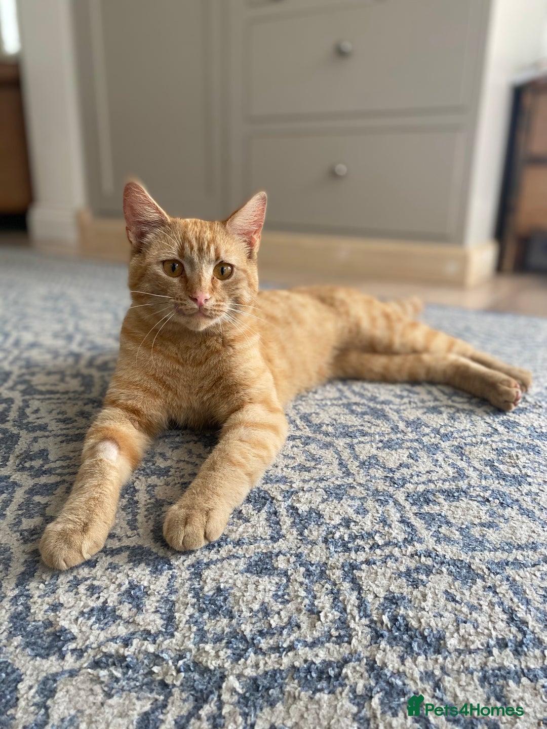 Domestic Shorthair cats for sale: Garfield - Image 1