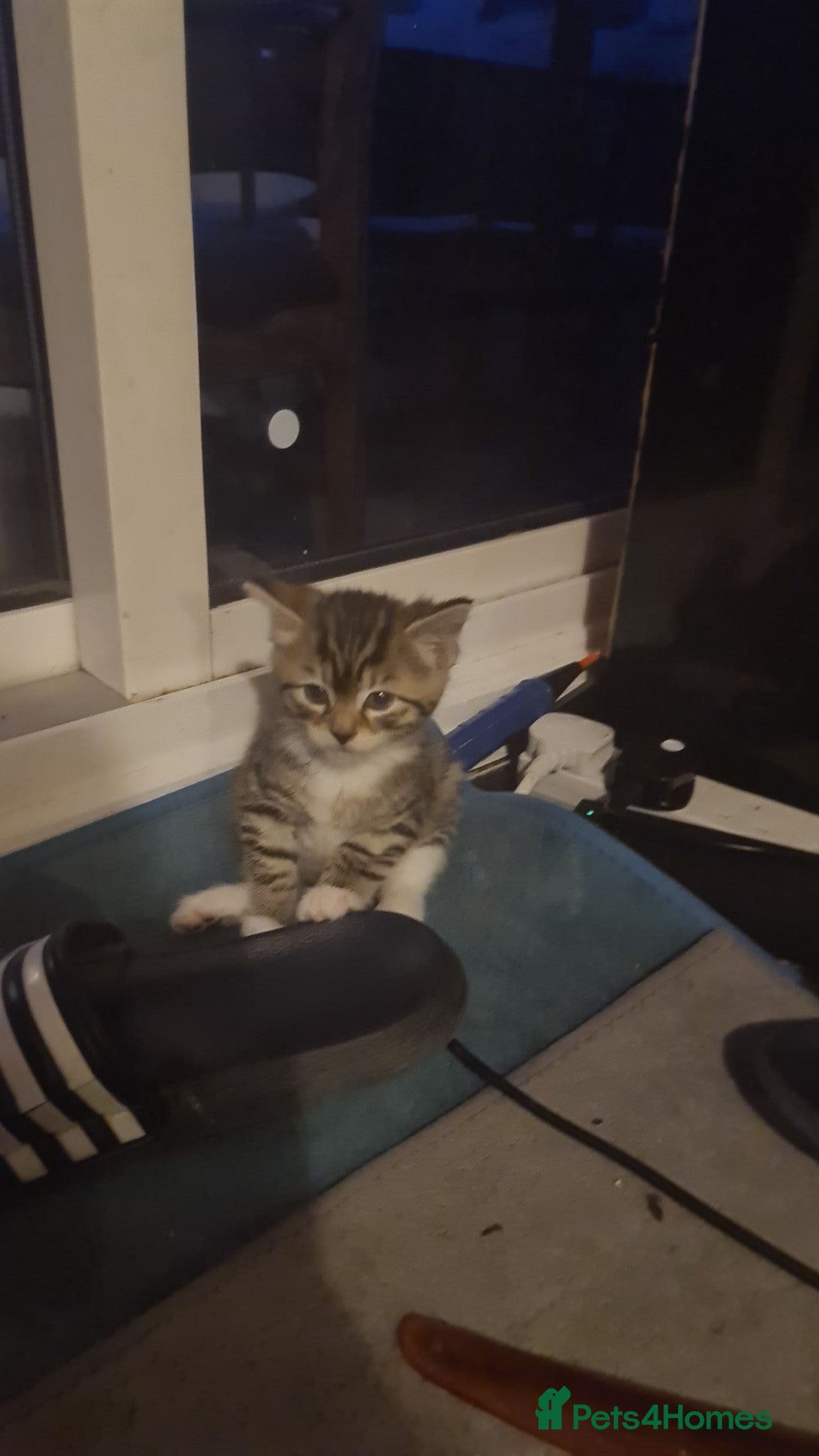 British Shorthair cats British shorthair  - Advert 1