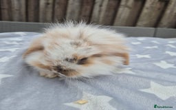 Mini Lion Lop rabbits for sale: 2 baby lion lops 6 week old - Image 7