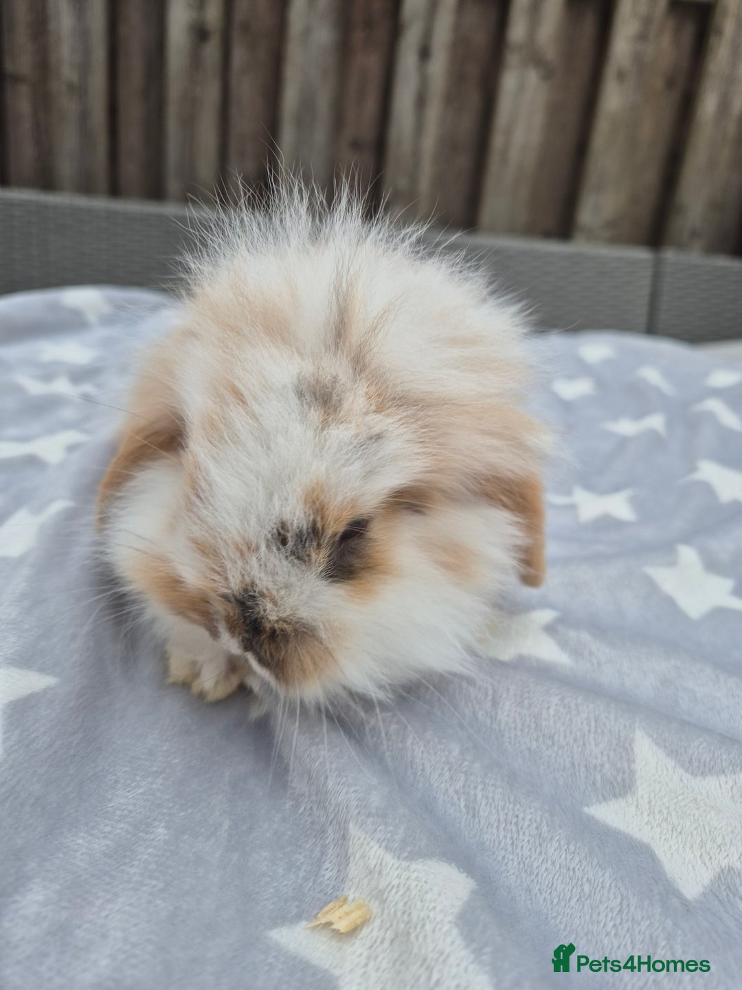 Mini Lion Lop rabbits for sale: 2 baby lion lops 6 week old - Image 7