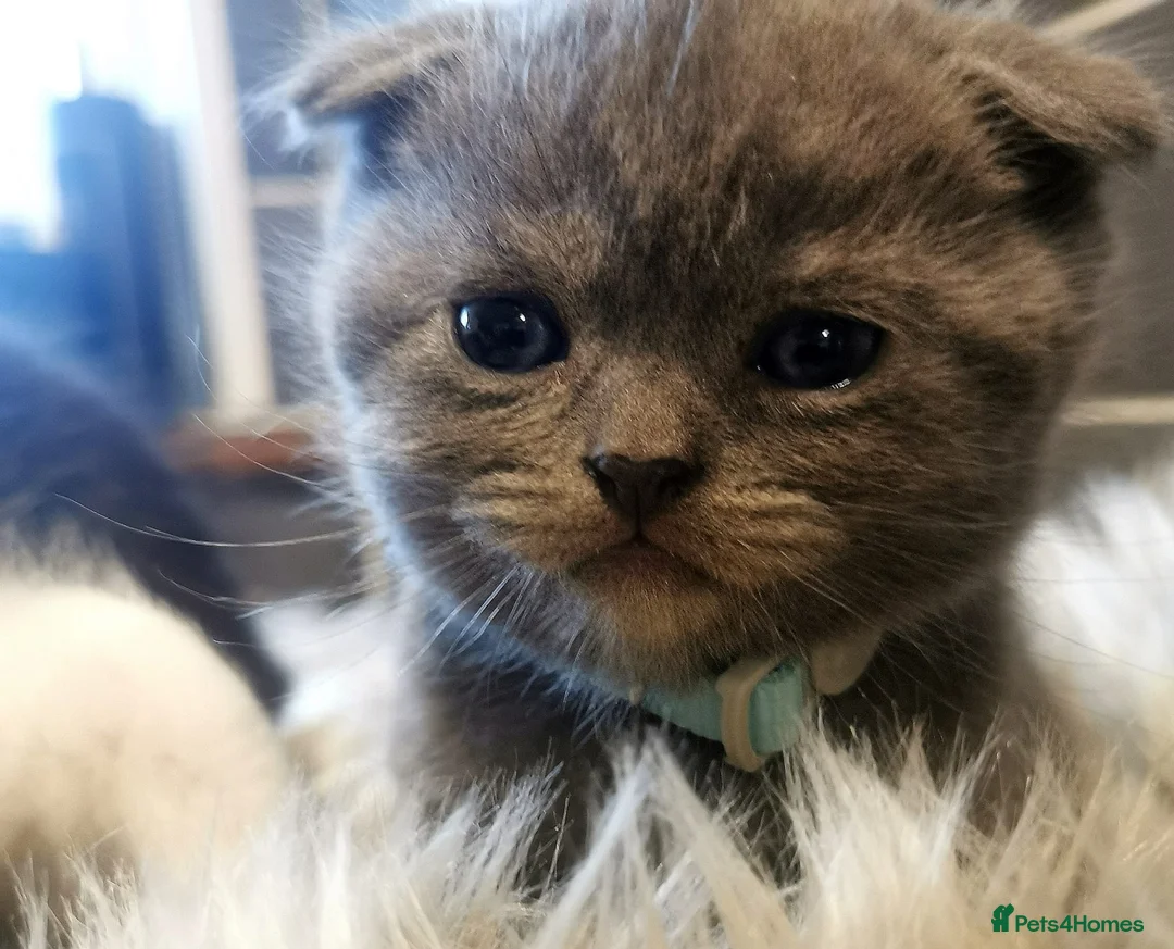 Scottish Fold cats for sale: ❤️Luxuary Scottish Fold kittens❤️ - Advert 24