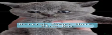 BSH Blue Boy