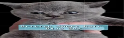 British Shorthair cats for sale: 5* GCCF Registered British Short Hair Kittens - Advert 14