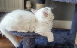 Mixed Breed cats for sale: Cute kittens - Image 12