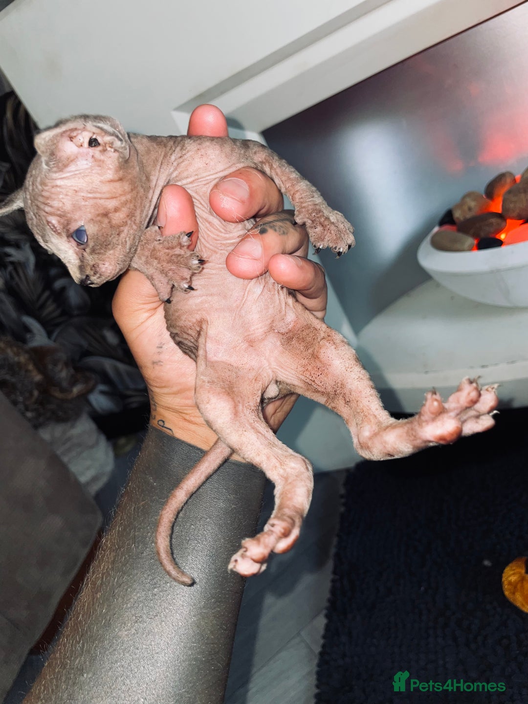 Sphynx cats for sale: Stunning Canadian sphynx kittens - Image 2