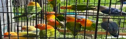 Lovebirds birds for sale: Lovebirds  - Advert 17