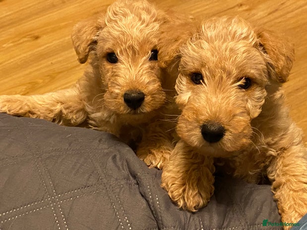 Lakeland Terrier dogs - Advert 1