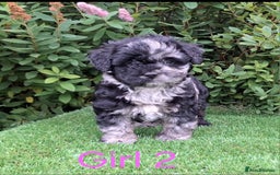French Bulldog dogs for sale: French Bulldog Froodle Puppies  - Image 22