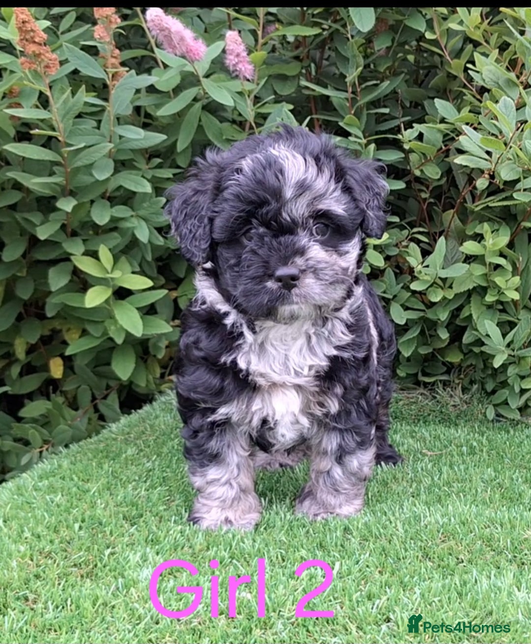 French Bulldog dogs for sale: French Bulldog Froodle Puppies  - Image 22