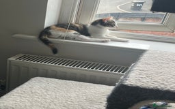 Mixed Breed cats for sale: Female little girl looking for a new home.  - Image 3