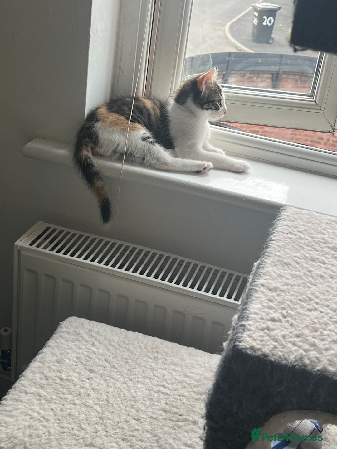 Mixed Breed cats for sale: Female little girl looking for a new home.  - Image 3