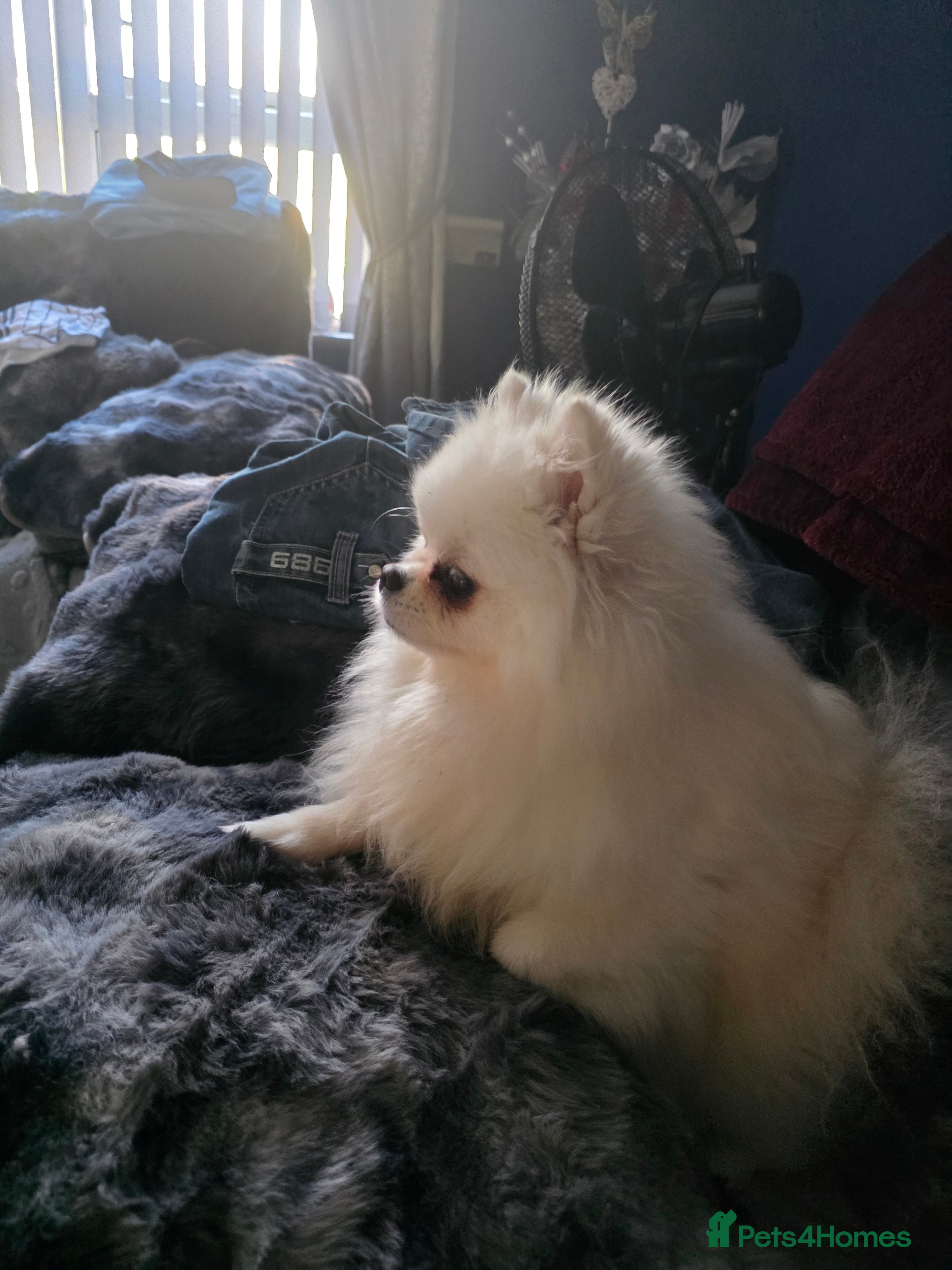 Pomeranian dogs for sale: 1 White beautifull teddy bear pomeranian  - Advert 2