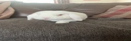Mini Lop rabbits for sale: Adult White mini lop rabbit for sale  - Advert 1