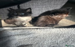 Maine Coon cats for sale: Maine coon boys - Image 7